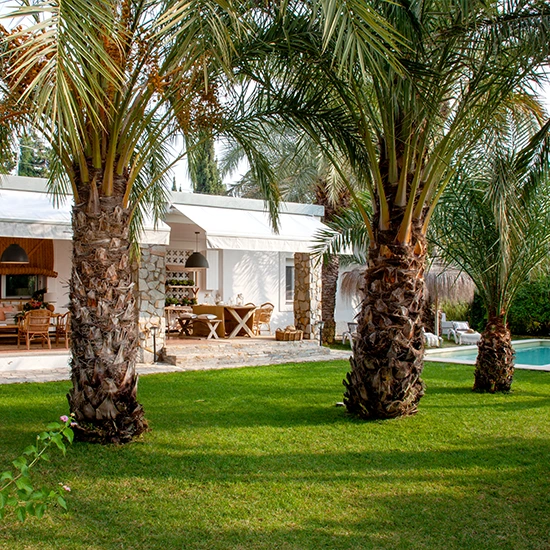Oasis repleto de palmeras