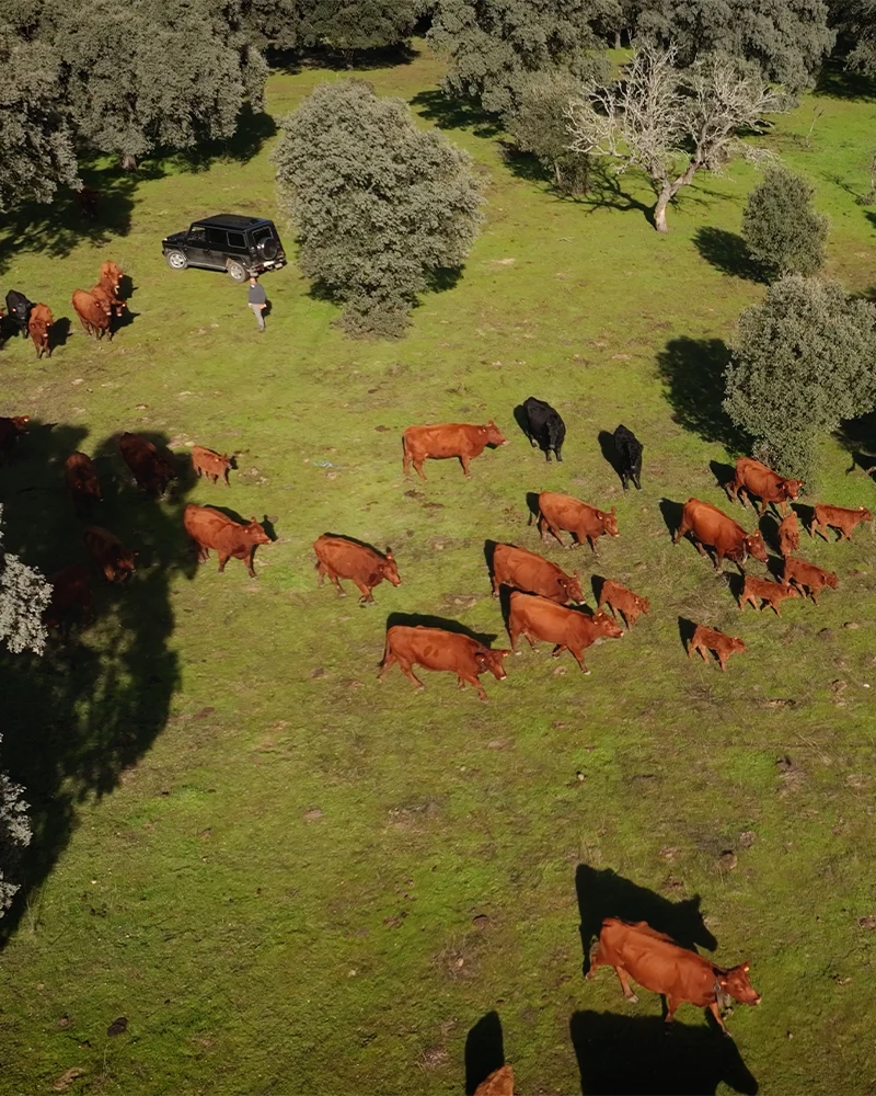 vacas-countryliving-movil
