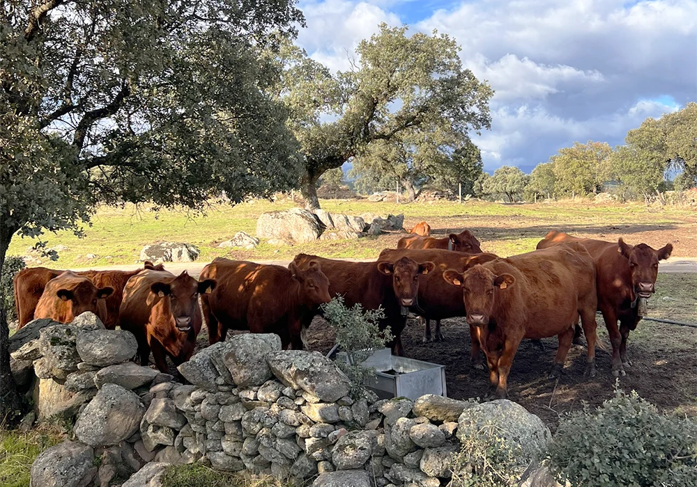 vacas2-countryliving